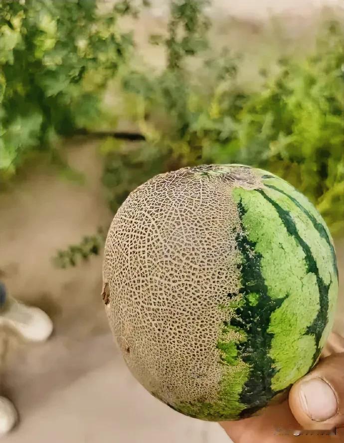 它只是犯了一个所有瓜都会犯的错你见过这种瓜吗 你认得这瓜吗