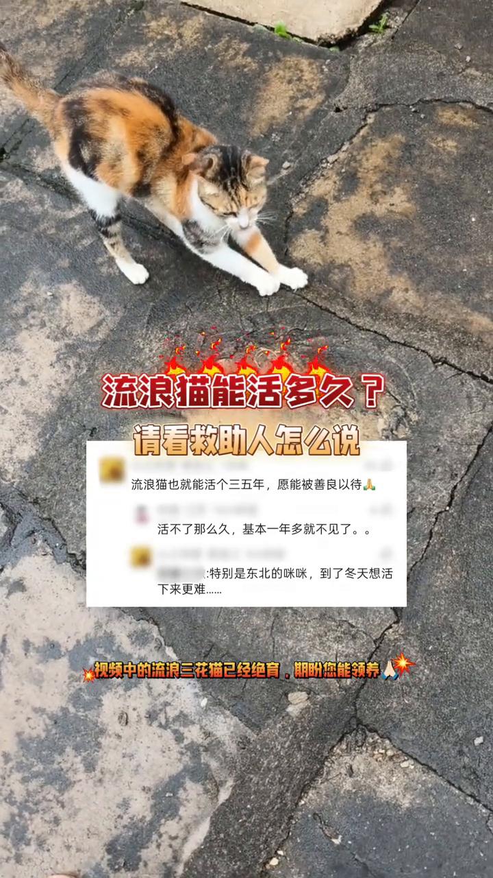 请看救助人怎么说。
流浪猫也就能活个三五年，愿能被善良以待。活不了那么久，基本一