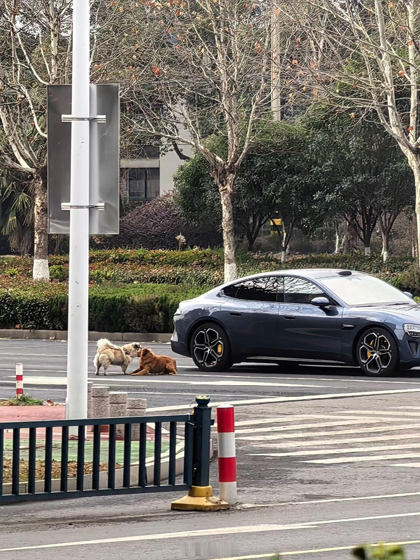 谁家小玩意一路打架 打到马路上了