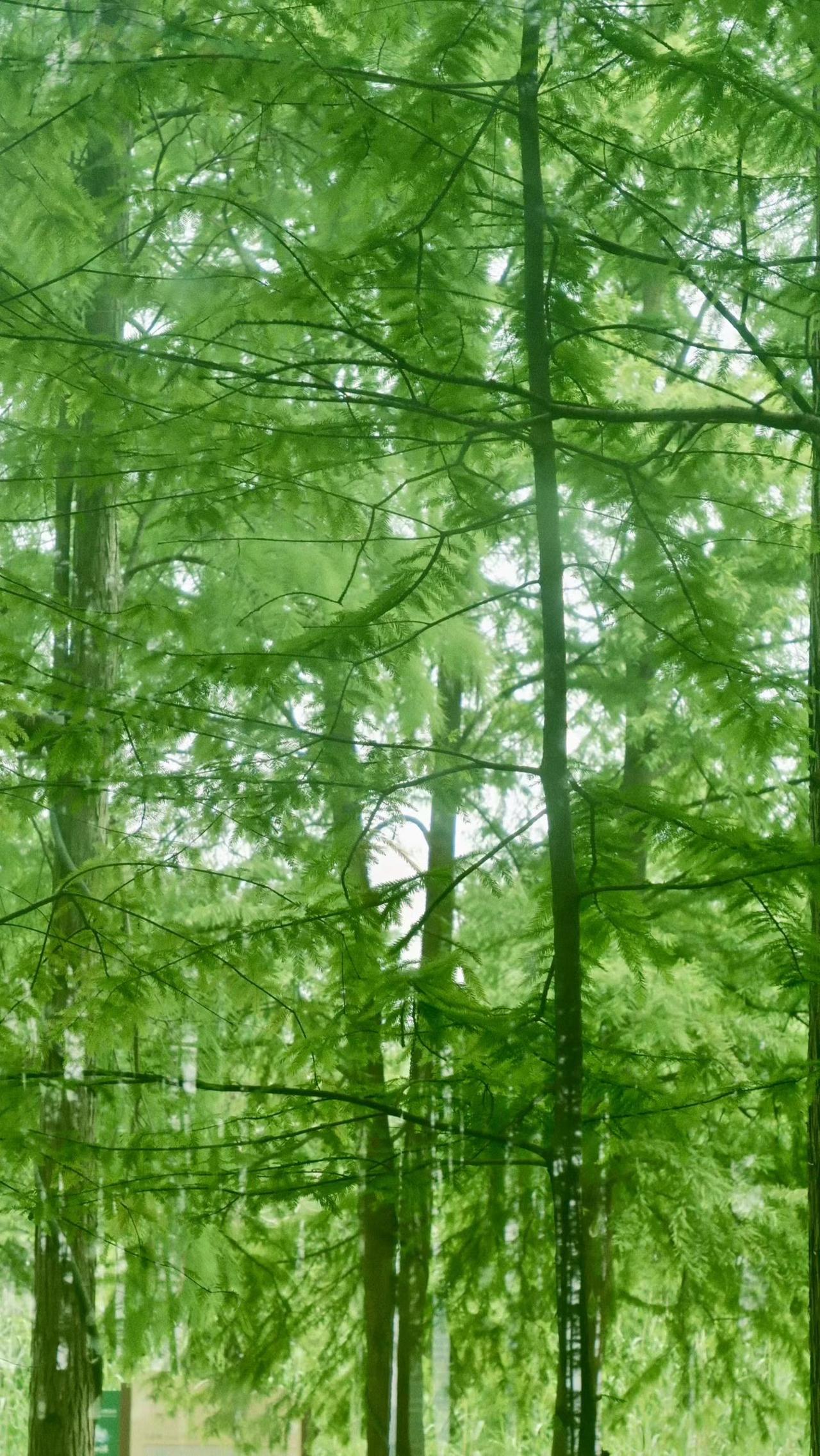 走进森林深处，感受大自然的宁静与美好。🌳🍃原生态森林美景 森林治愈系风景