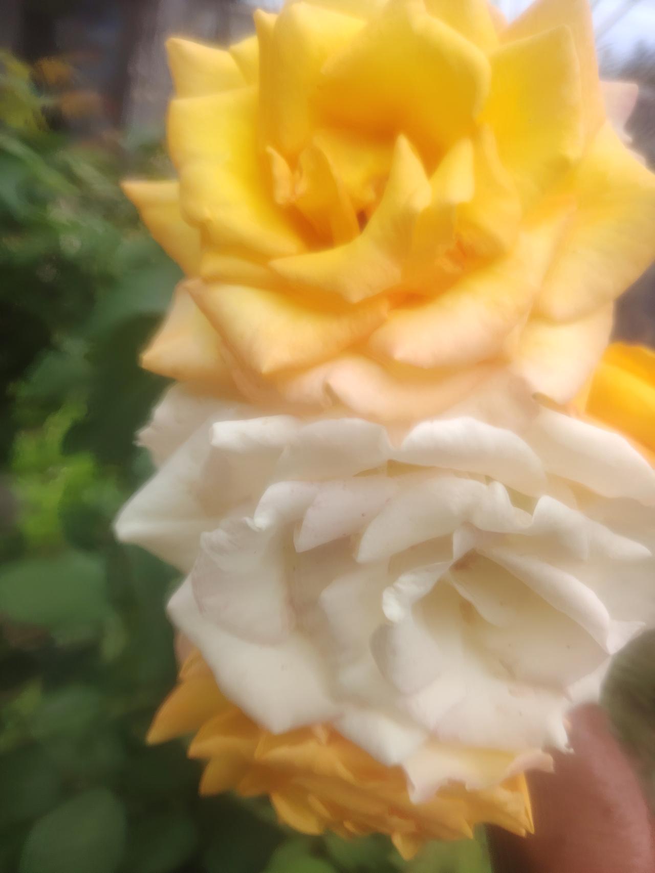 今日头条
一一兔哥
