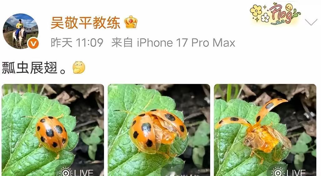 这几只小虫火了🔥
吴敬平教练火了🔥
我们终于发现，
金牌大师就在眼前！
人家
