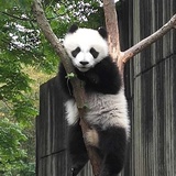 小娃爱看体育