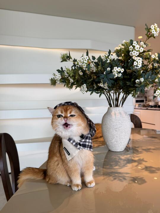 🐱 ：“龇牙越狠地位越稳❗️”