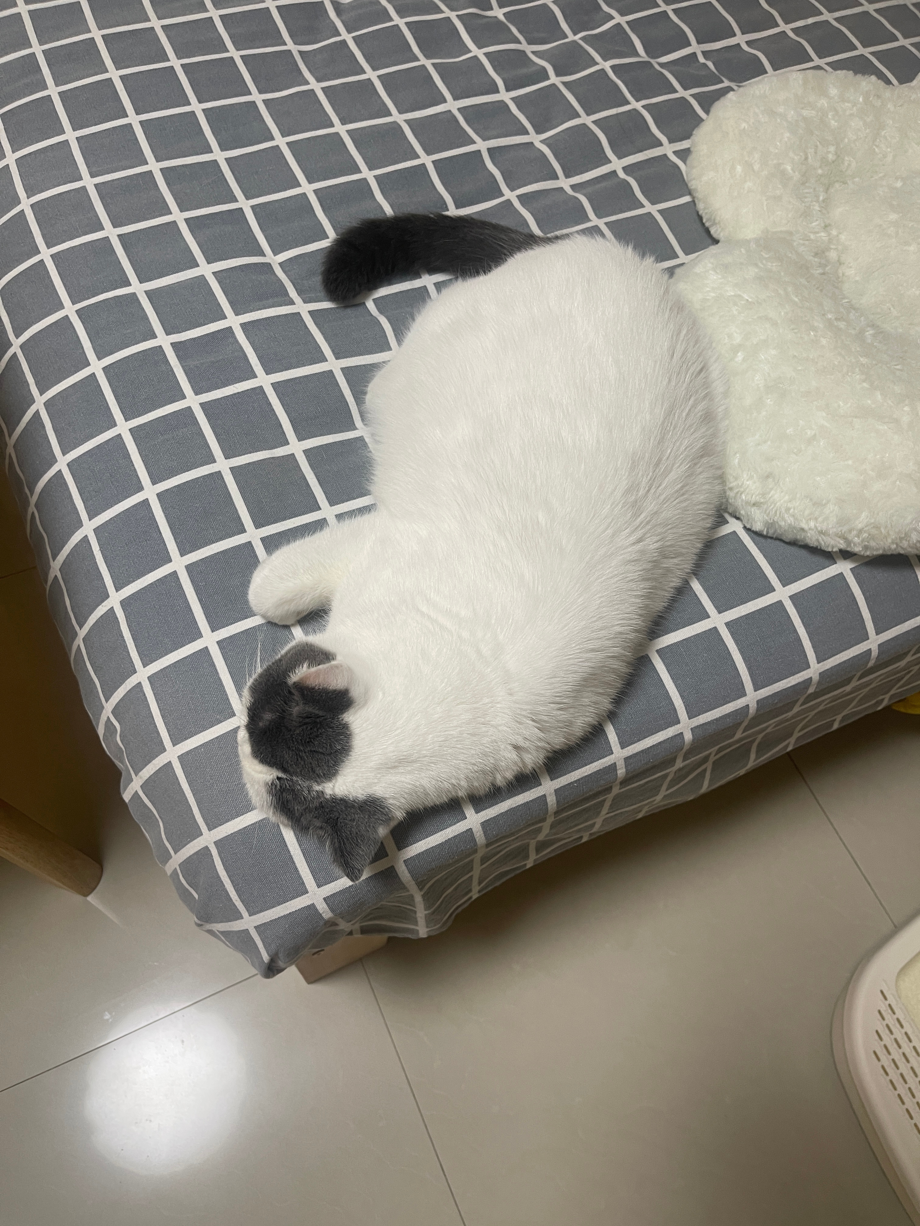 豚条，豚雪糕，萝卜豚，糯米滋豚，棉花糖豚，白豚，灰豚，灰白相间豚，睡豚，美豚，可