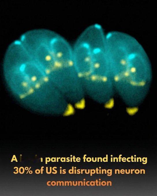Desparasitem-se:🧠 一种在全球30%人口中发现的脑寄生虫正在从
