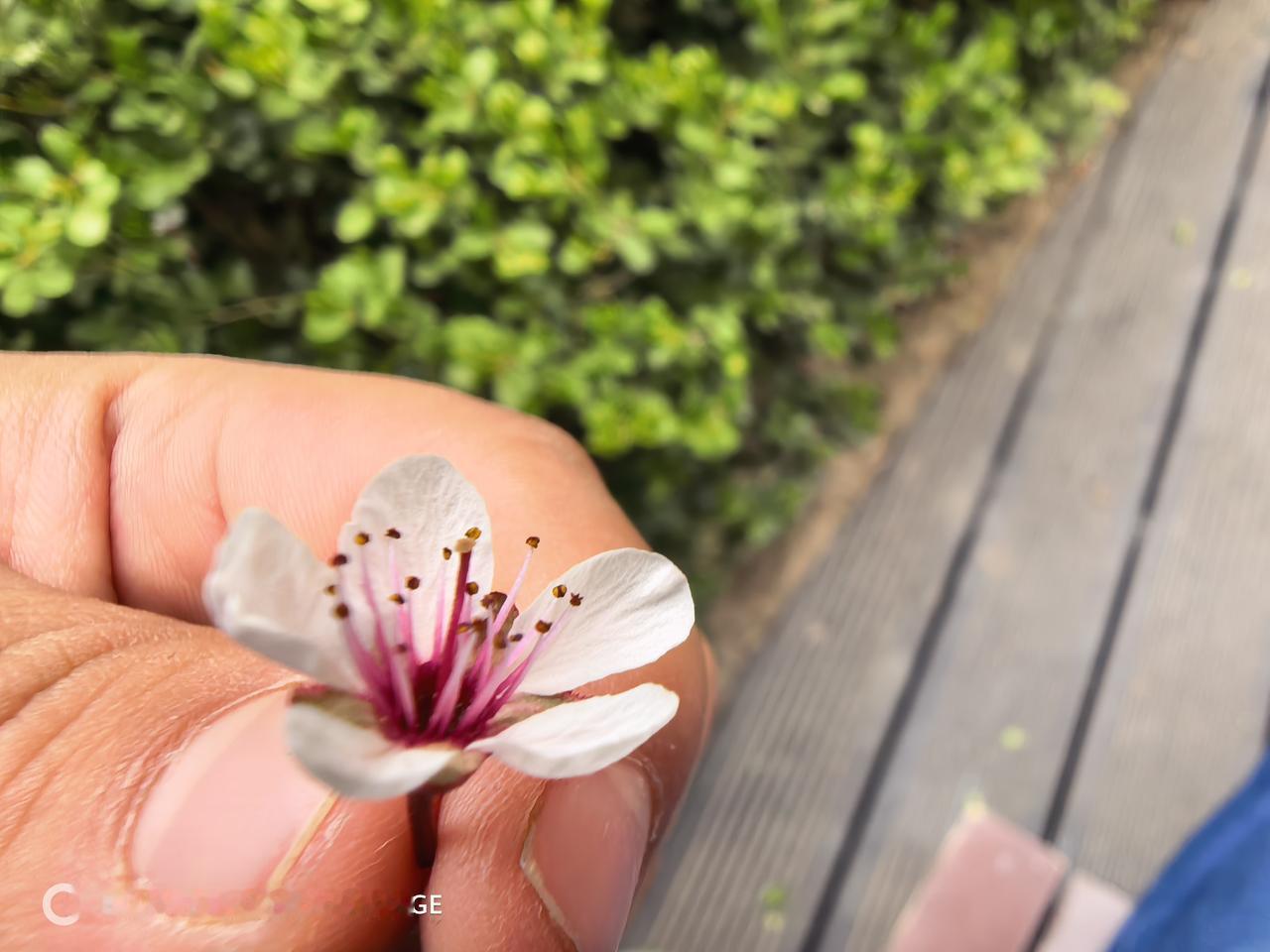 这几天兰州天气很不好，时不时就是大风，我总怕风雨打落，残花一地。

天气暖和了，