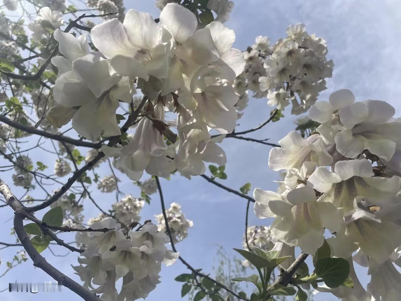 《咏梨花》

素雪堆枝映晓光，
冰肌玉骨自含香。
千丛素艳凝清露，
万朵琼英缀嫩