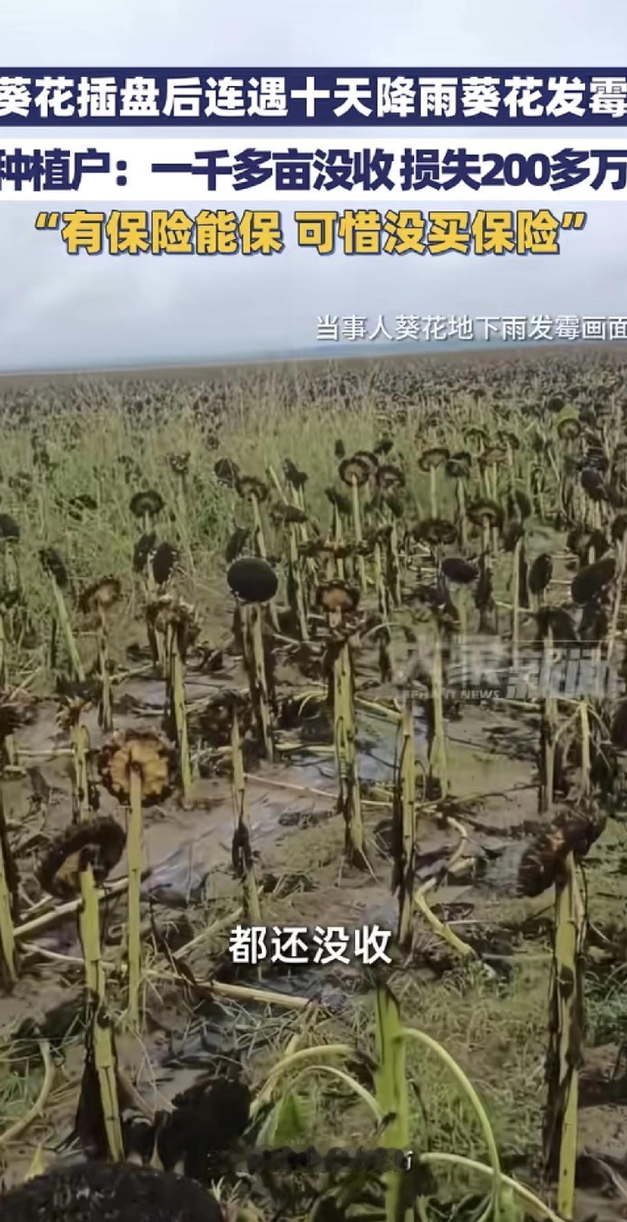 真是靠天吃饭不容易！一位种植户的一千多亩向日葵，刚成熟就碰上连续十天下雨，结果全
