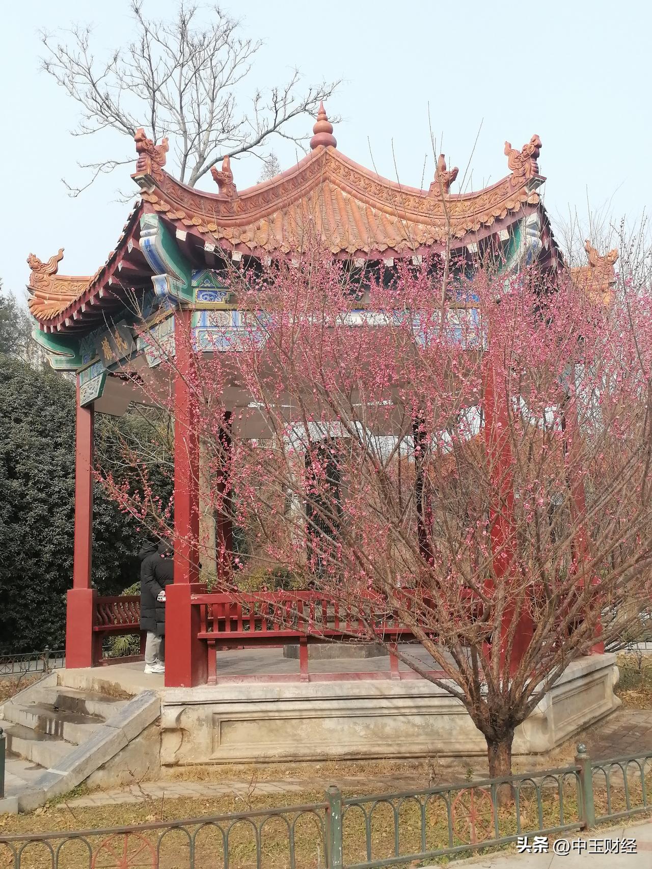 晒图笔记大赛古亭与梅花的交映！是古婷衬托了梅花，还是梅花衬托了古婷呢？实际上，最