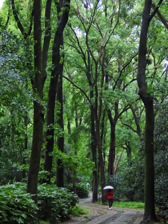 雨中明孝陵｜只有本地人才知道的森林秘境