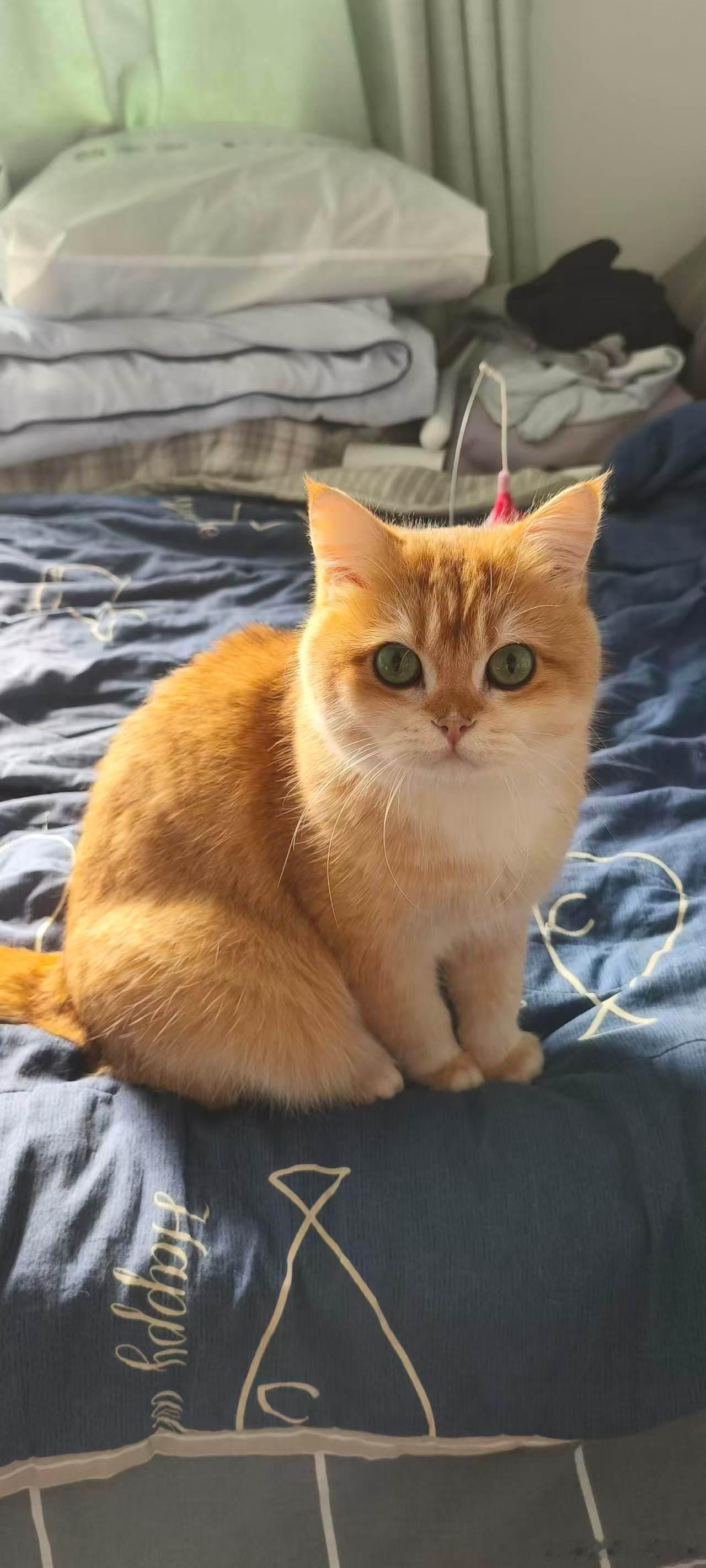 小葫芦真可爱[鼓掌]萌宠猫咪 ​​​