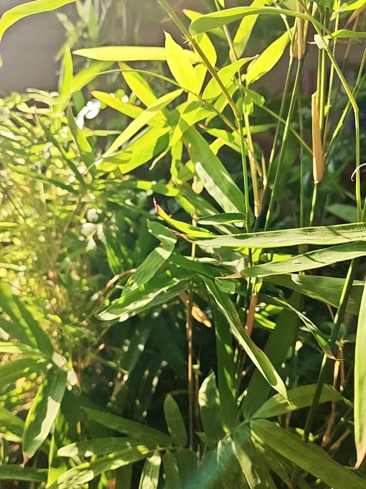 上联；绵绵细雨千般意，诚邀下联丝丝思念向谁诉？