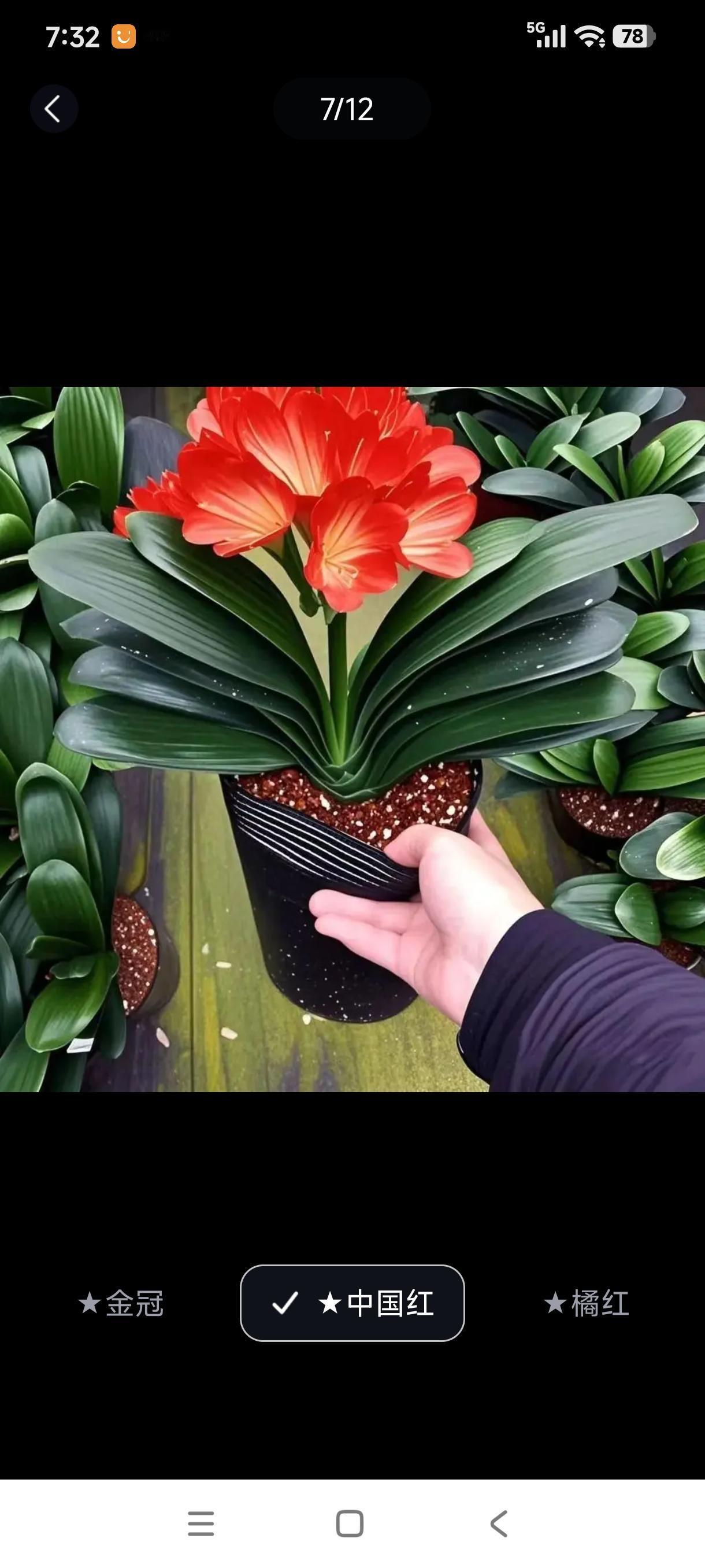 网上买了一株君子兰
叫中国红
愿祖国红红火火