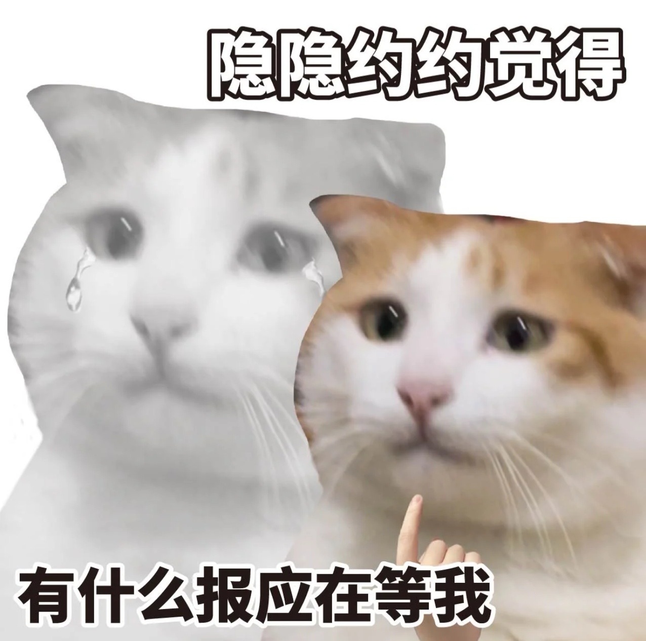 今晚有瓜的发布会，一切也该尘埃落定了