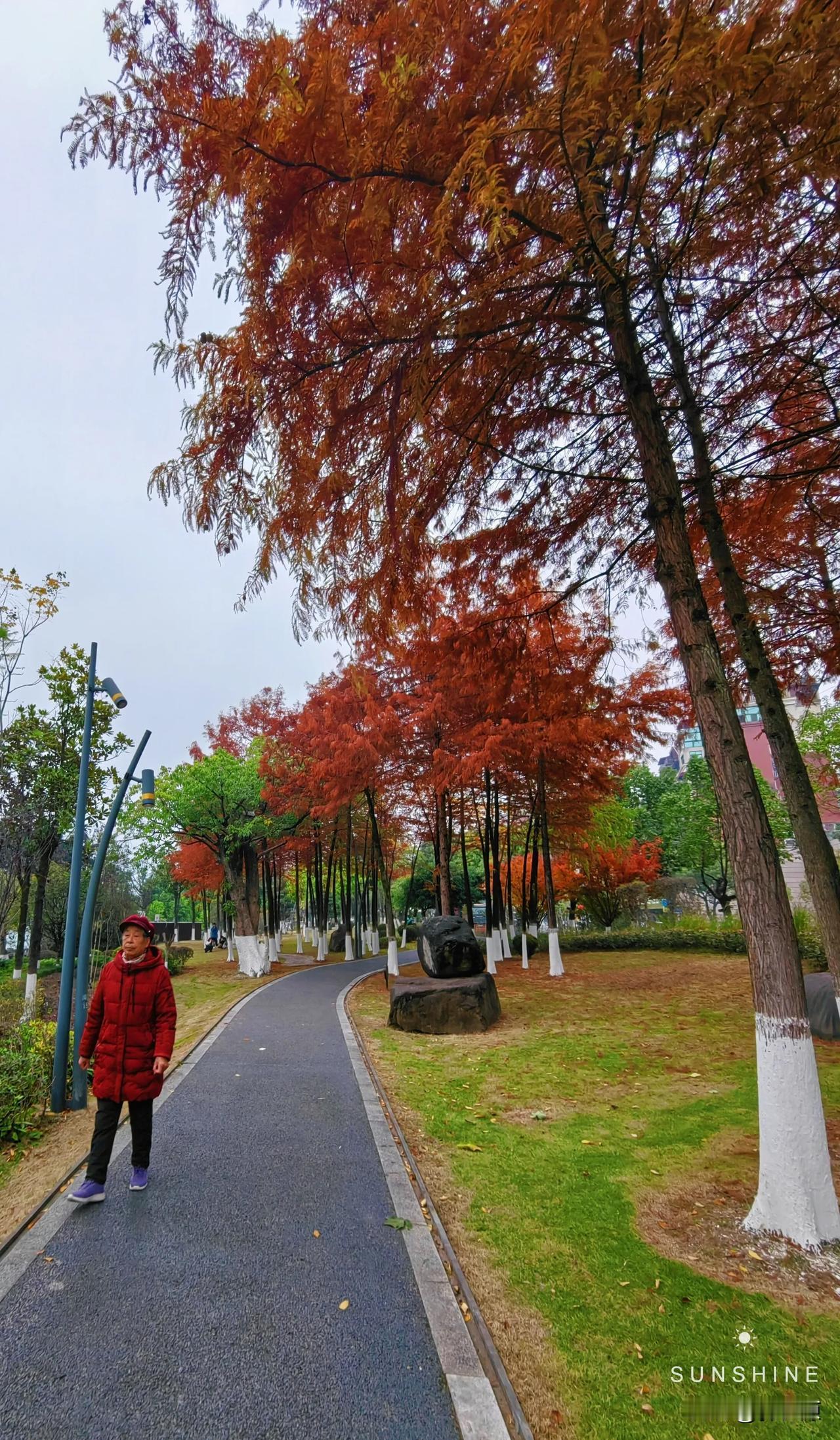 冬至，寒风刺骨，万州区南滨公园里，水杉杉树、鸡爪檅，红红的、黄亮亮，冬日秋恋！