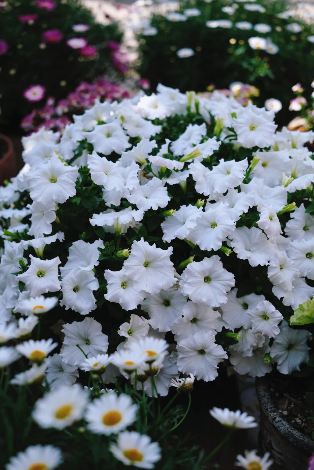 都给我去养这个白色矮牵牛！