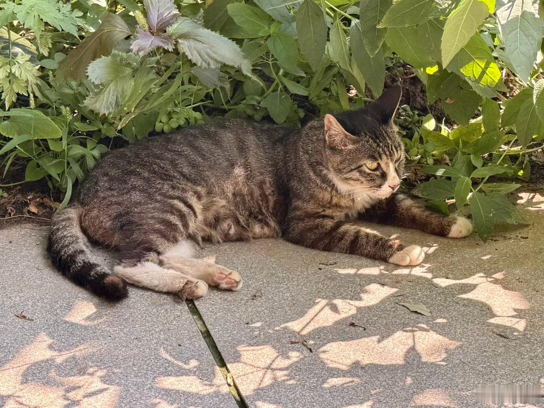 留影集（一百四十三）。据说野生猫黎明和黄昏时分精力最为旺盛，天气没那么热时，白脚