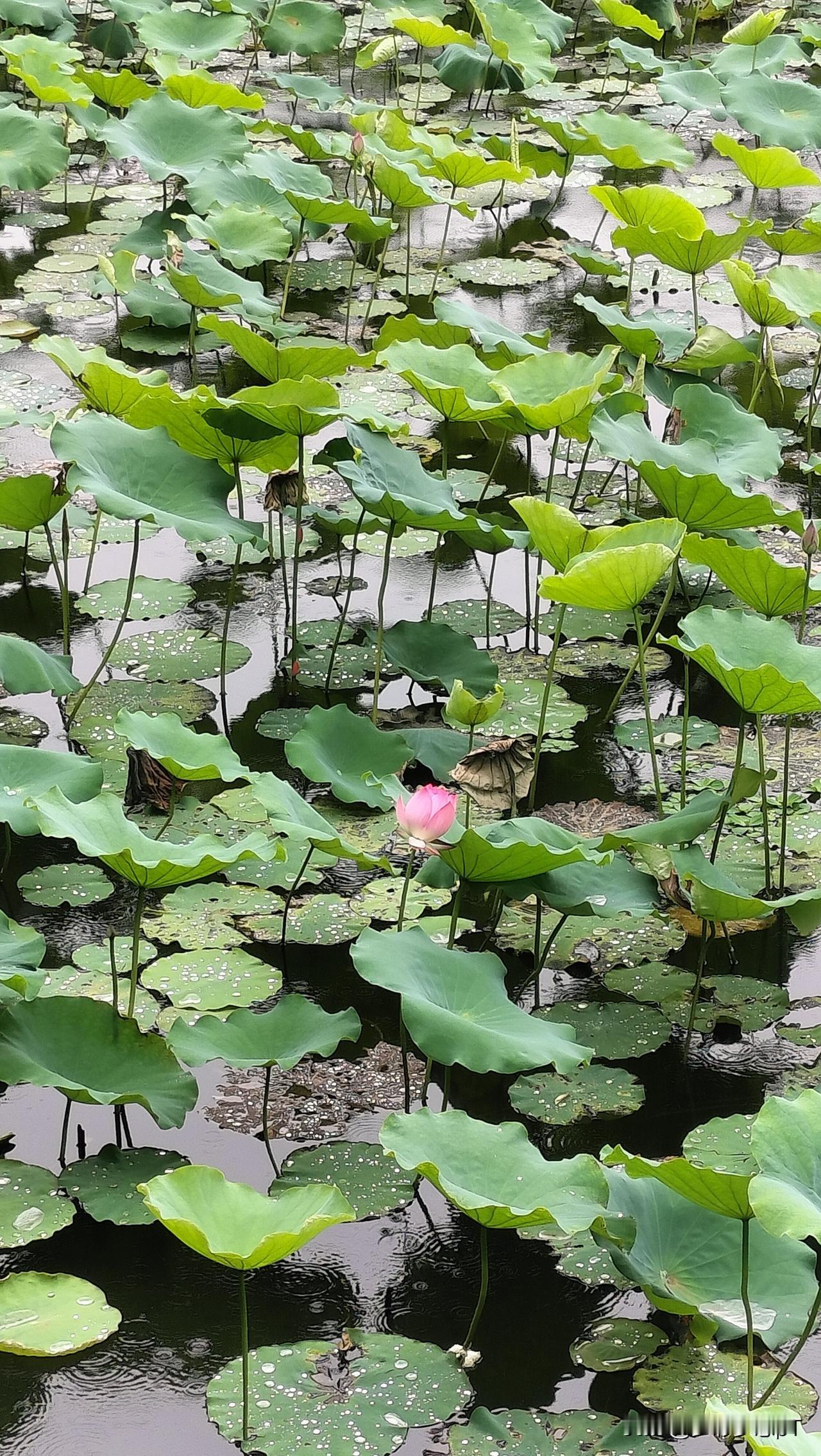 下雨天的荔湾湖公园，湖边的莲雾已经开始成熟变红，湖中亭亭的荷叶中，已经有十数朵荷