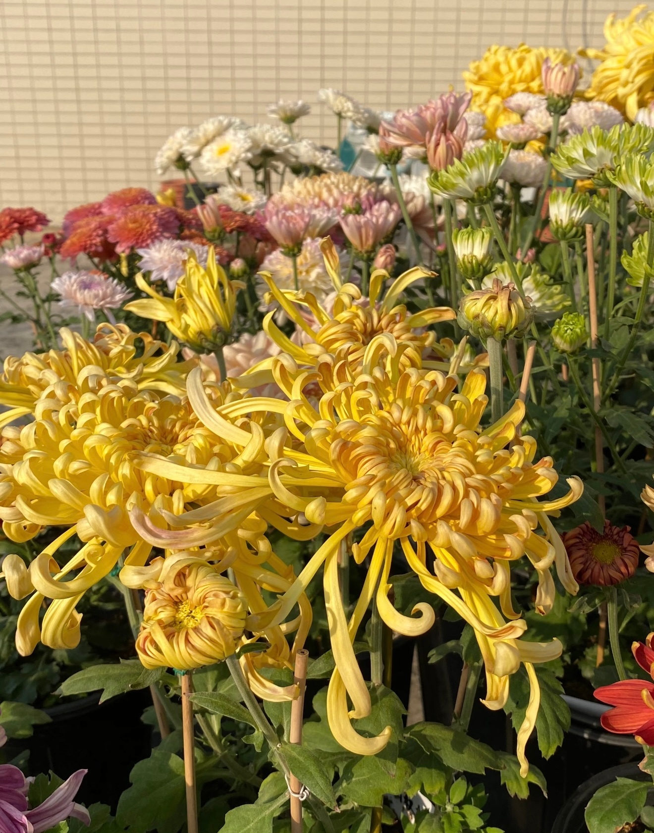 种植 0000帮我善善🌼菊花的种植方法🌼选疏松透气沙土，春秋栽种最佳。盆土加