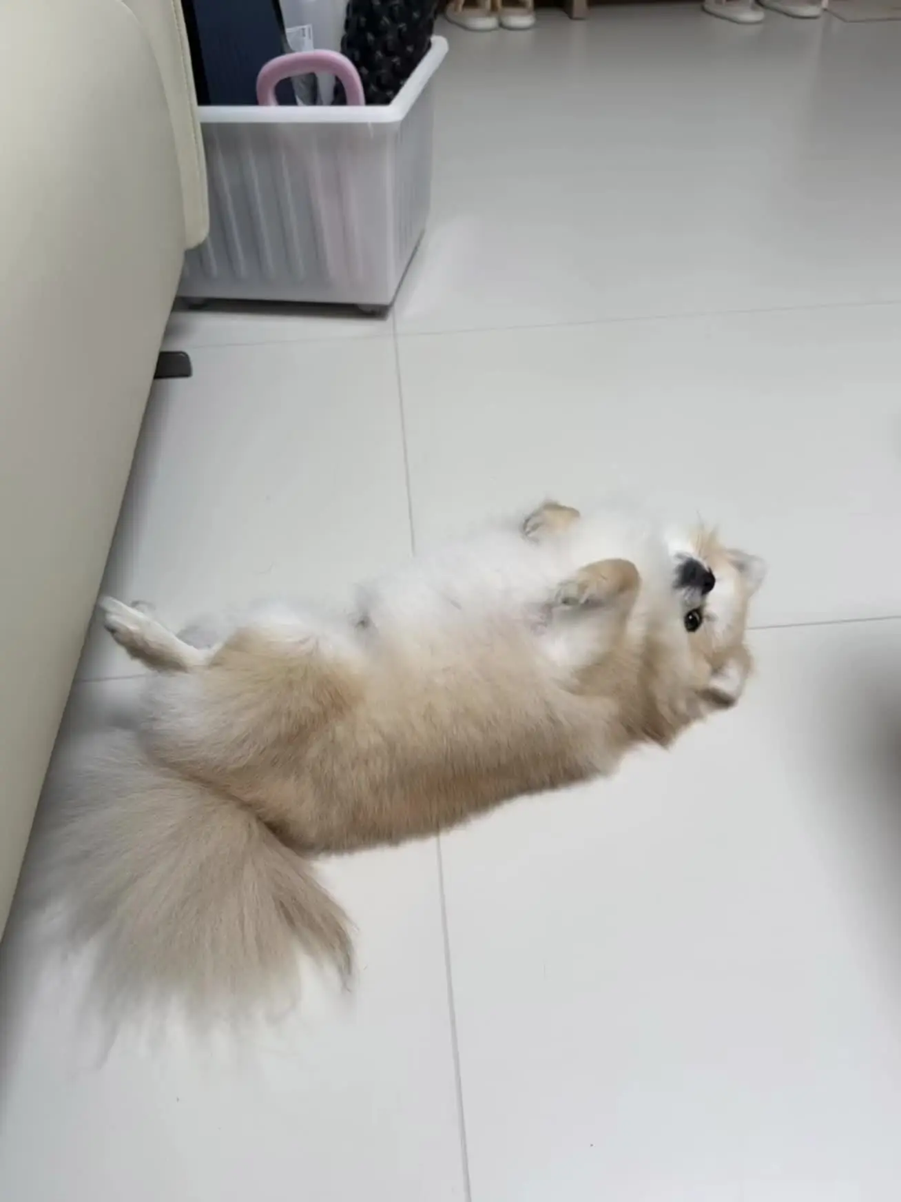 此狗胖的分层了