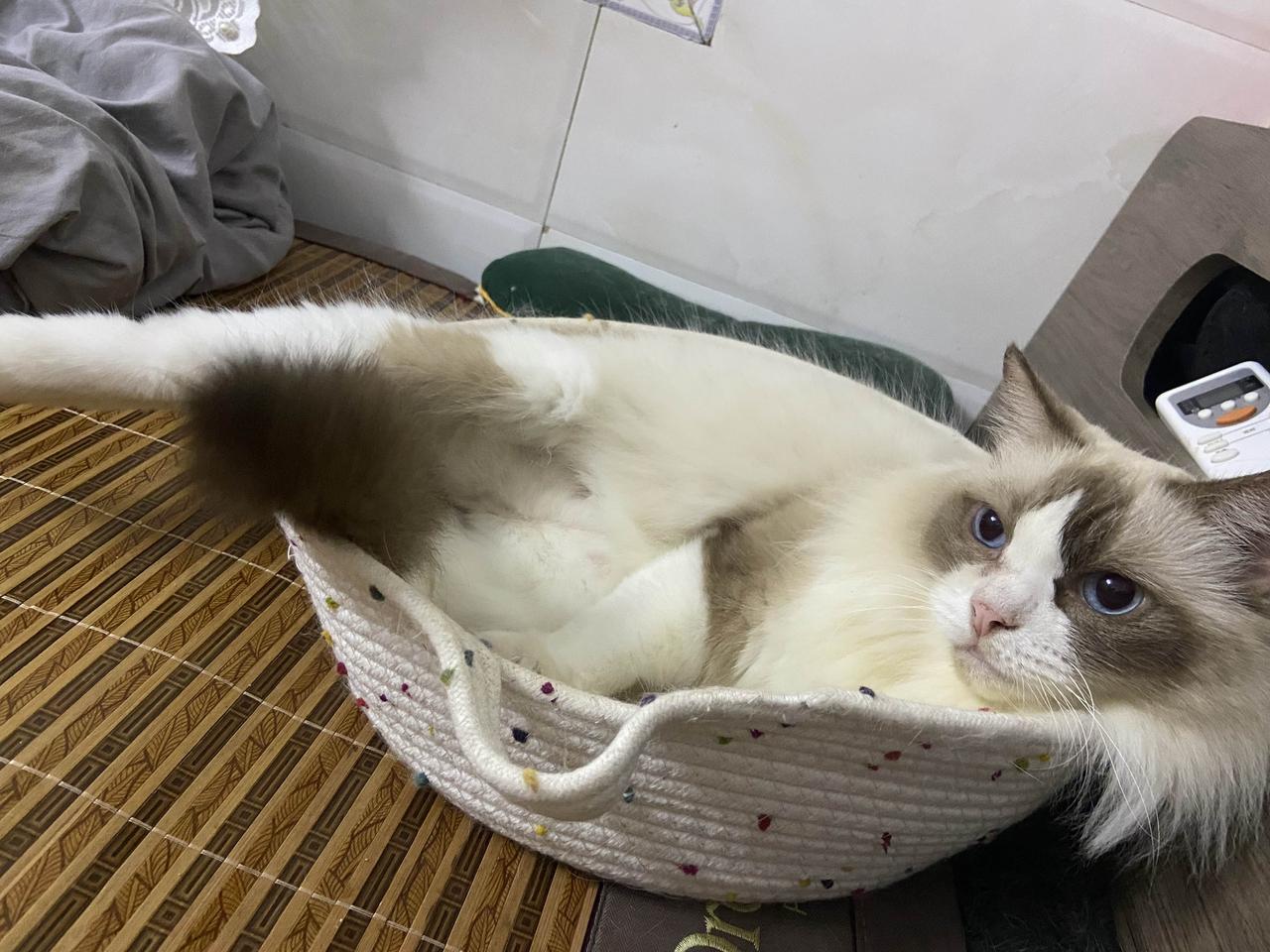 晚上跳上床，钻进窝里，蜷着睡。中途会走出去转一圈，喝水、巡逻、或者去门口吹会儿风