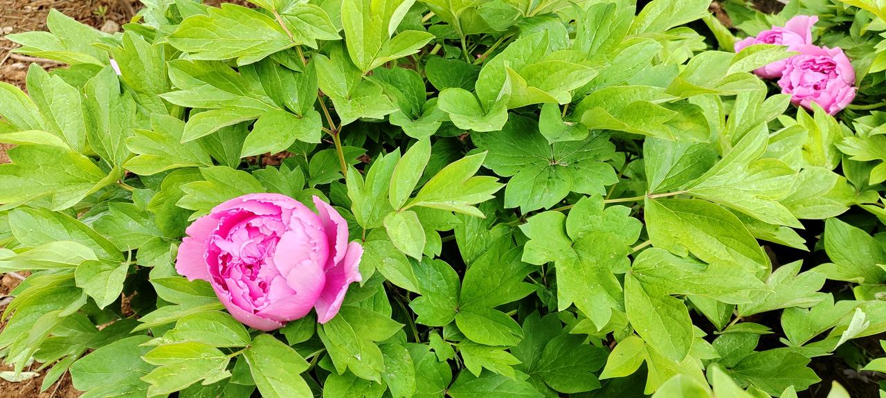 河南队必胜山东泰山队
上一轮河南一球小败青岛海牛，做一次善财童子。赛后质疑河南队