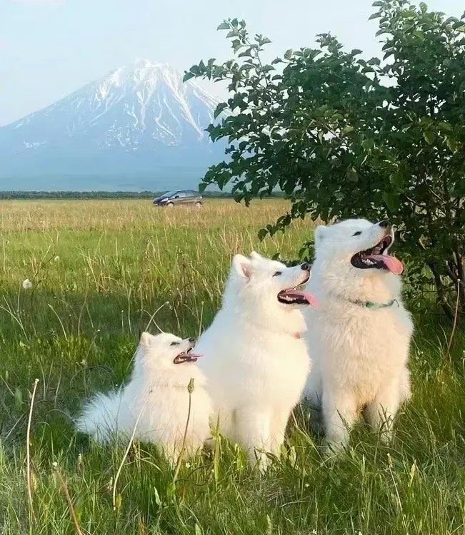 萨摩耶喊你：三天内必有好事发生！ 