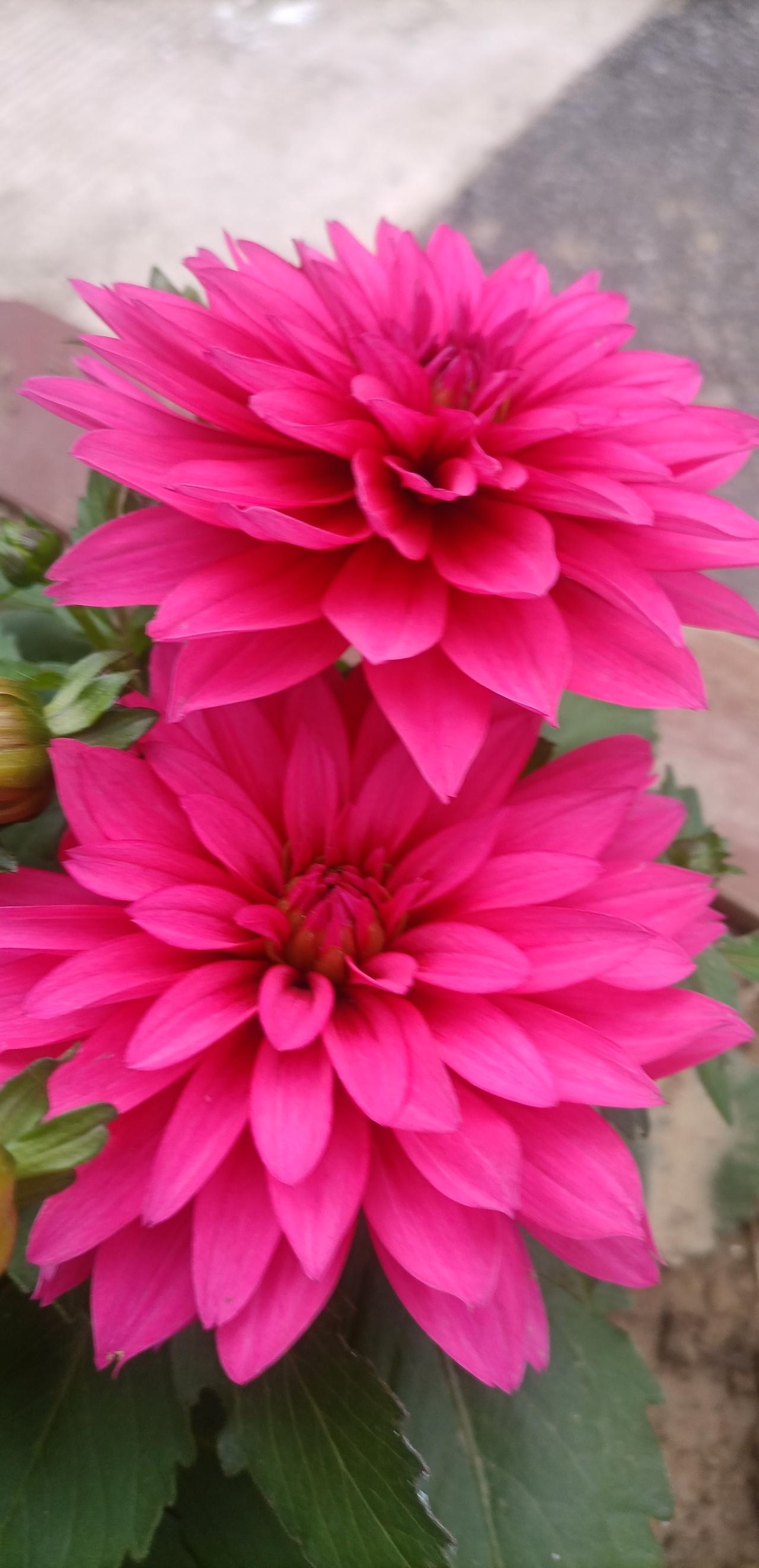 【春之韵·刹那花开，是瞬间爆发的生命张力】刹那的花开,能否成就一生的永恒?

刹