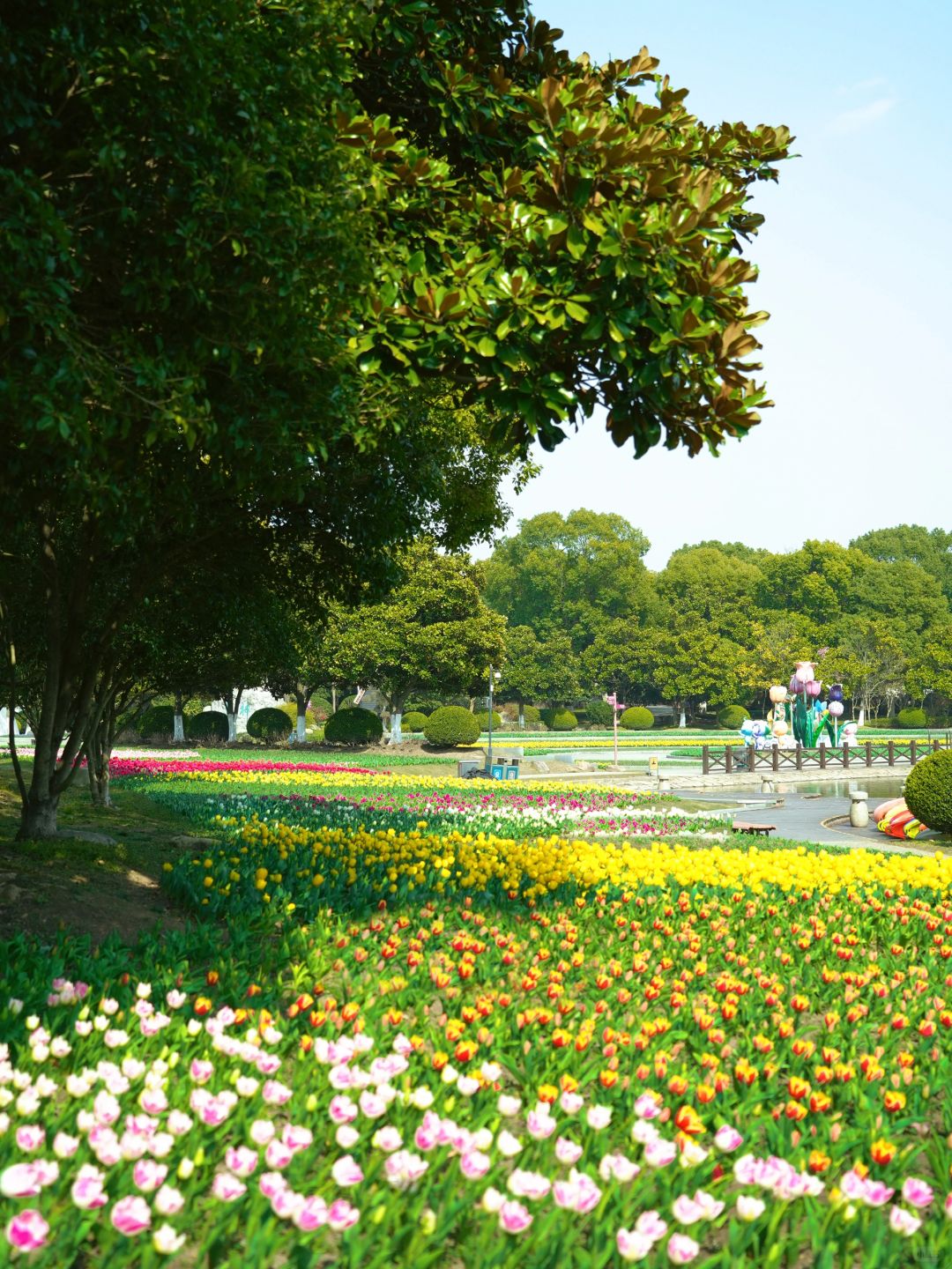 上海3.21日实况📍300万朵郁金香都开啦