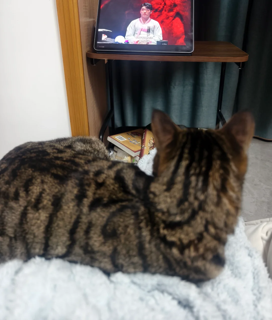 有时候我会感觉猫变小了，好像它长到了两岁却又要长回到两个月一样。