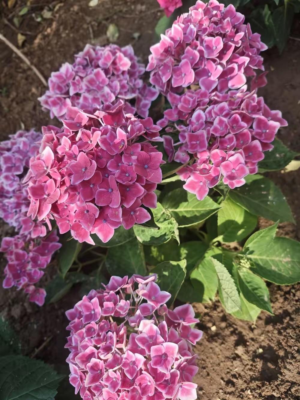 我发现了一个特别奇怪的现象
包括所有人在内，
一旦子女有了出息，
父母就会有很大