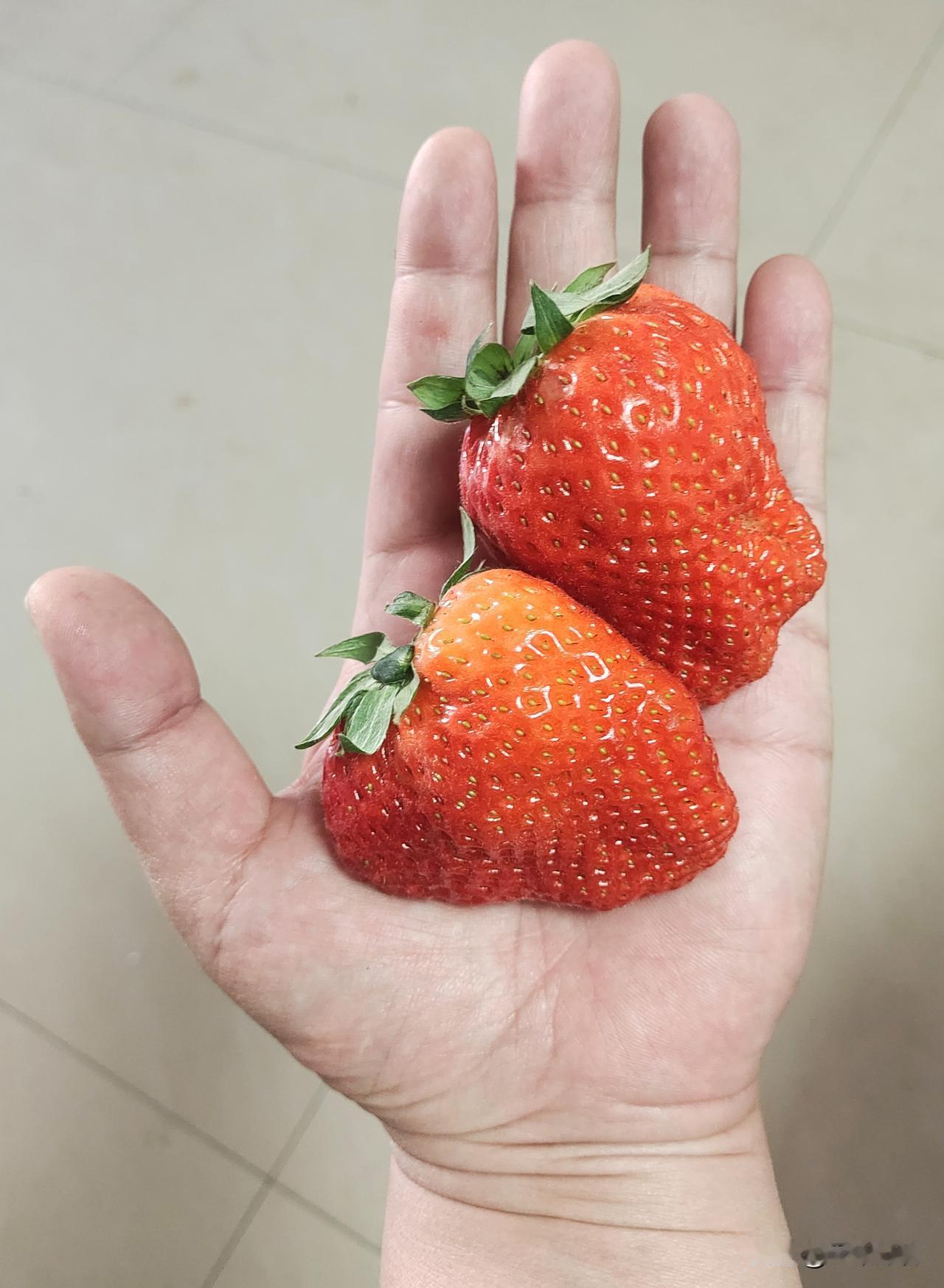 儿子寒假带回来的草莓，治好了我的焦虑

今天儿子放寒假回来，行李箱塞得满满当当。