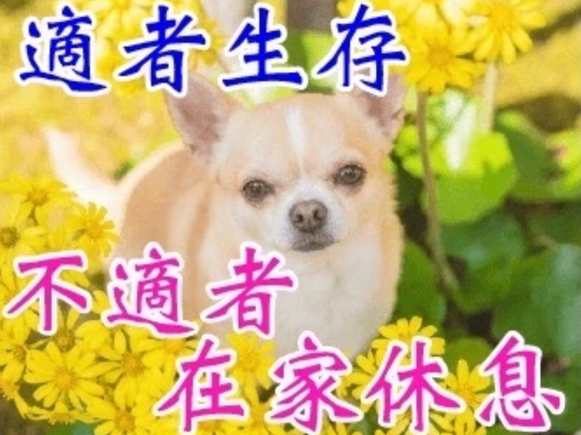 不知道从哪天开始我的生活变成了白天睡觉半夜到点就开始在痘印看我的前半生。。 