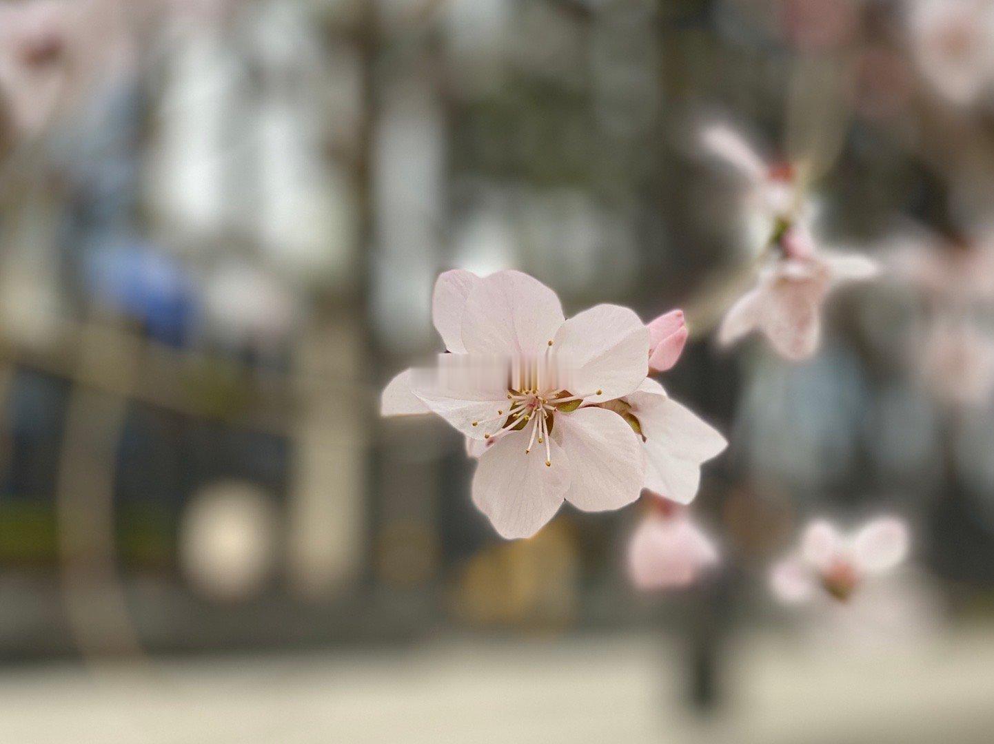 北京安定门外河沿儿一带的山桃花盛开了，水映桃花惹人醉。摄影​​​
