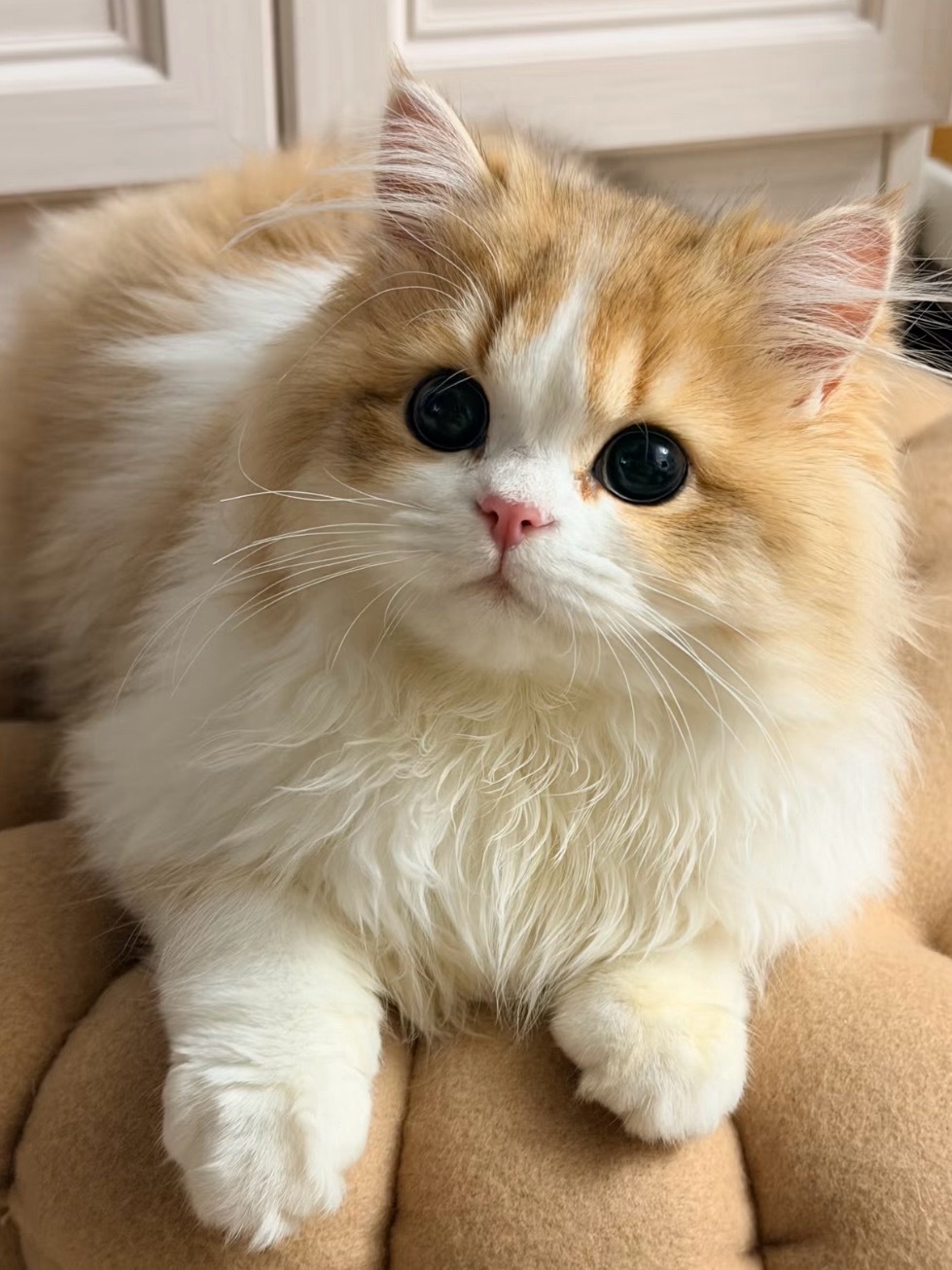 猫咪你太漂亮了 