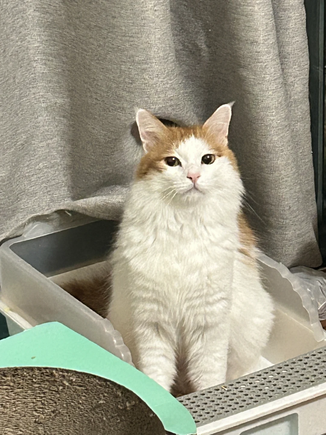 lafa优雅发仔猥琐🥹