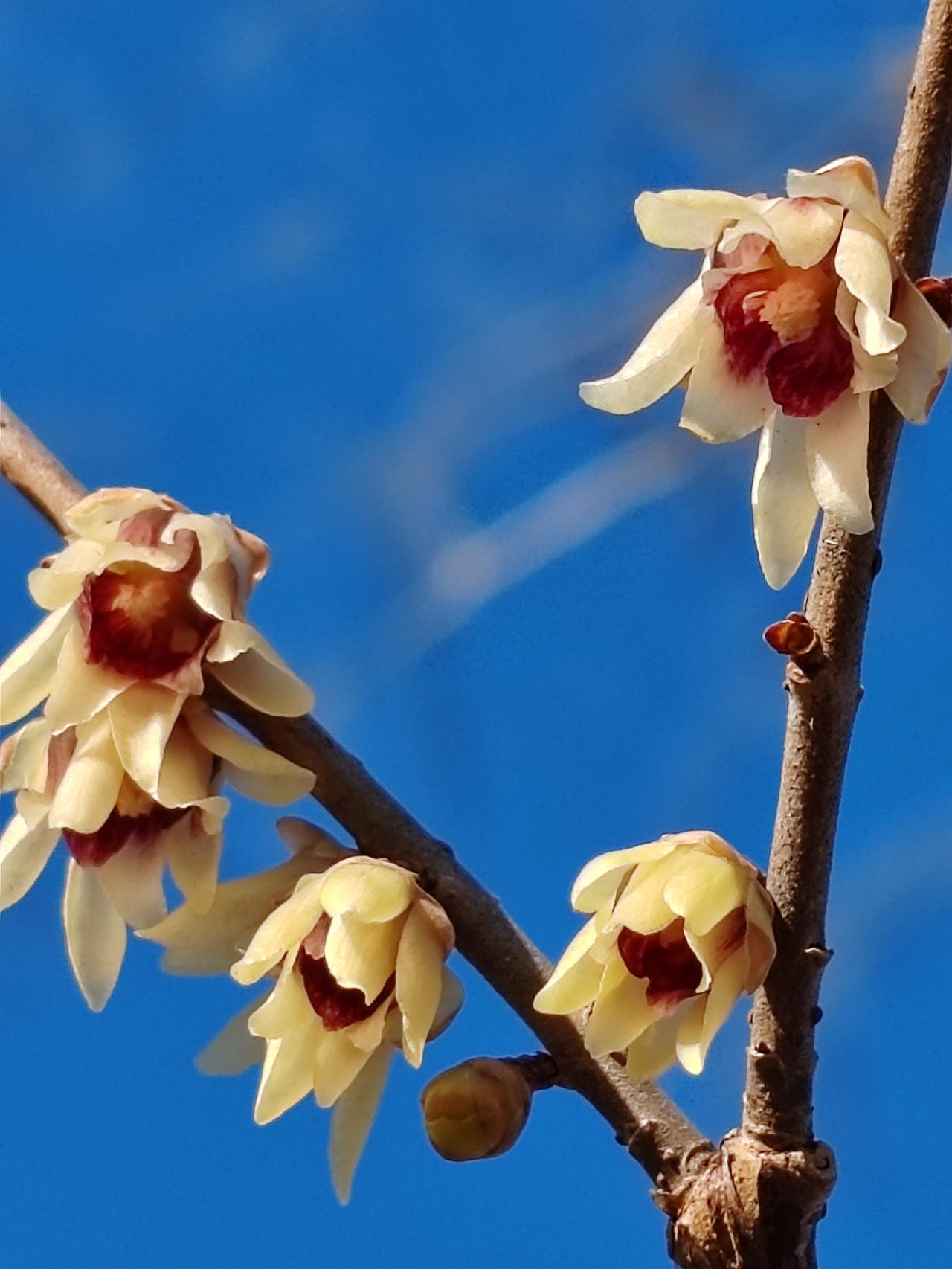 晒图笔记大赛冬月赏梅。