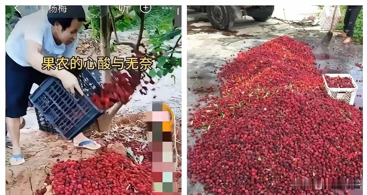 防腐剂泡杨梅，甜味剂超标8000倍！漳州支柱产业为何自毁长城？
 
700年的杨