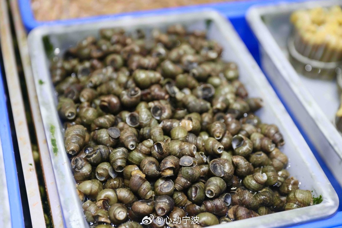 宁波清明螺上市啦10元一斤赛肥鹅 俗话说“清明螺，赛肥鹅”，宁波本地时令螺蛳已上