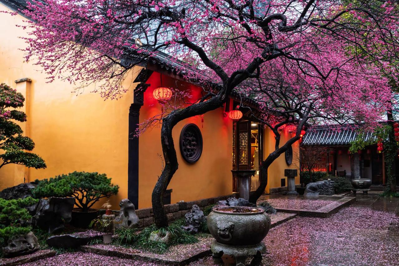 湖州铁佛寺梅花。湖州铁佛寺梅花藏在江南春景里的中式美学 江南禅意美学 烟雨江南的
