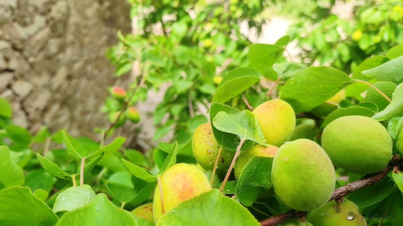 麦黄杏，顾名思义就是麦子黄的时候它就熟的杏。这是山东的一种小笨杏，是一种没经过嫁