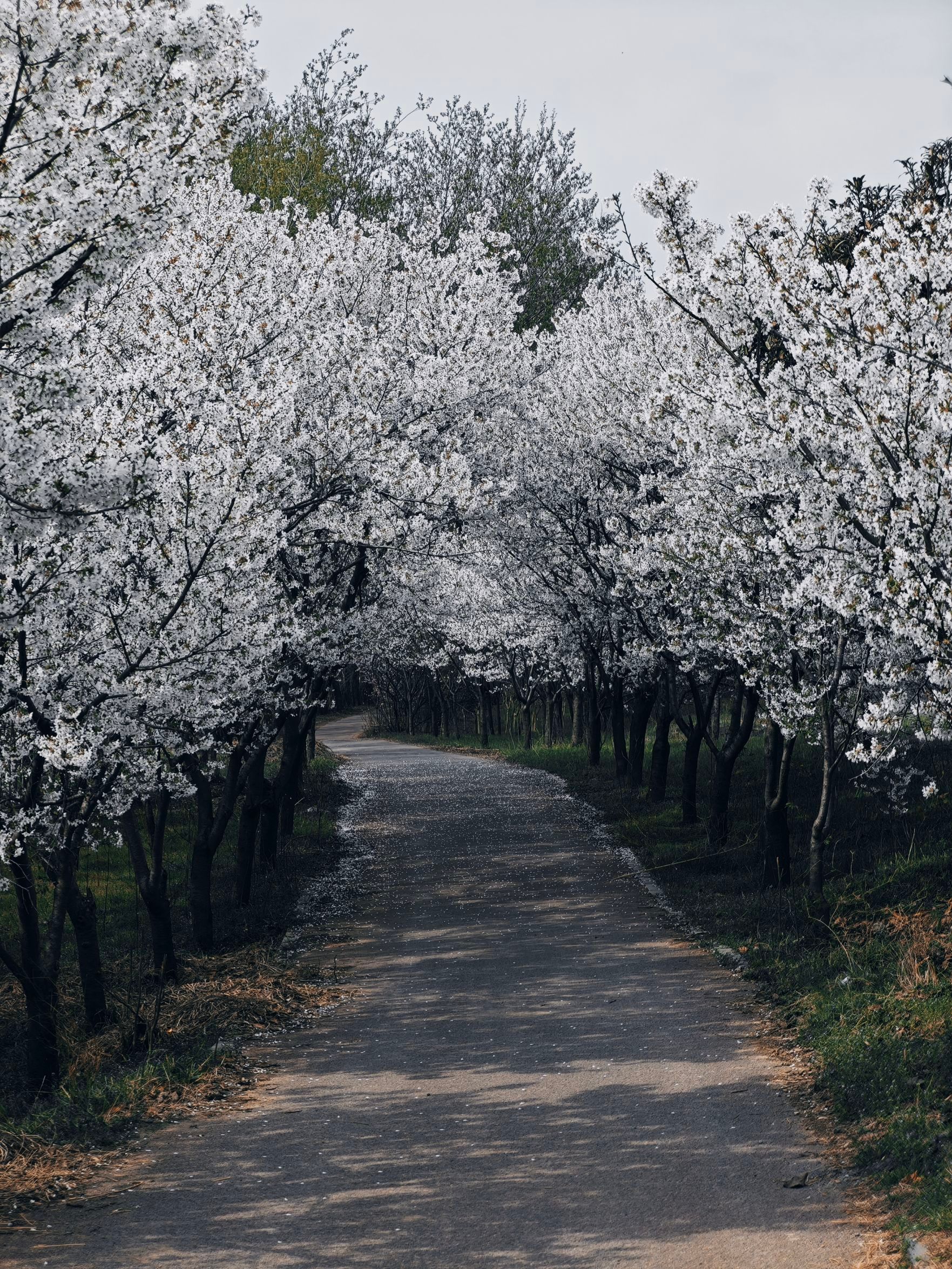 早☀️天气热了好多地方已经春暖花开了我这还在下雪每日早起打卡