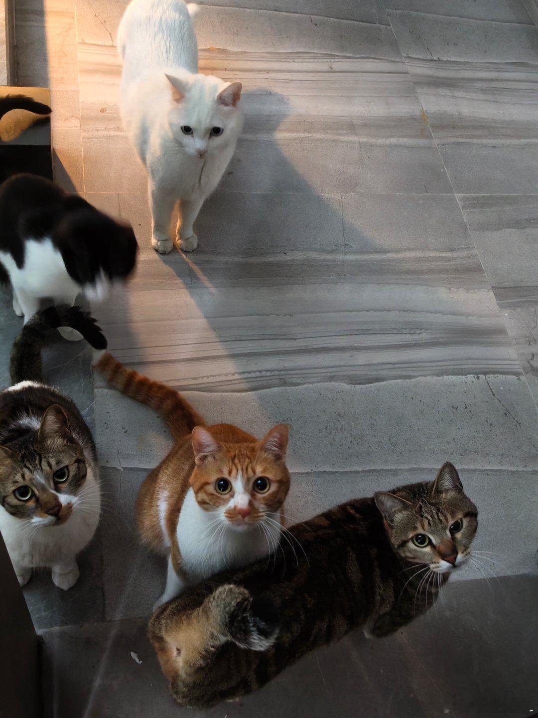 汽车博主每天早上起床打开门是这样的...五只看门猫，还有一只不合群的在客厅...