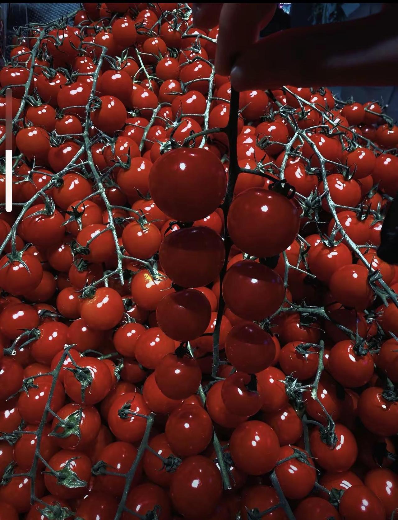 生活不顺，就对它说“tomato”