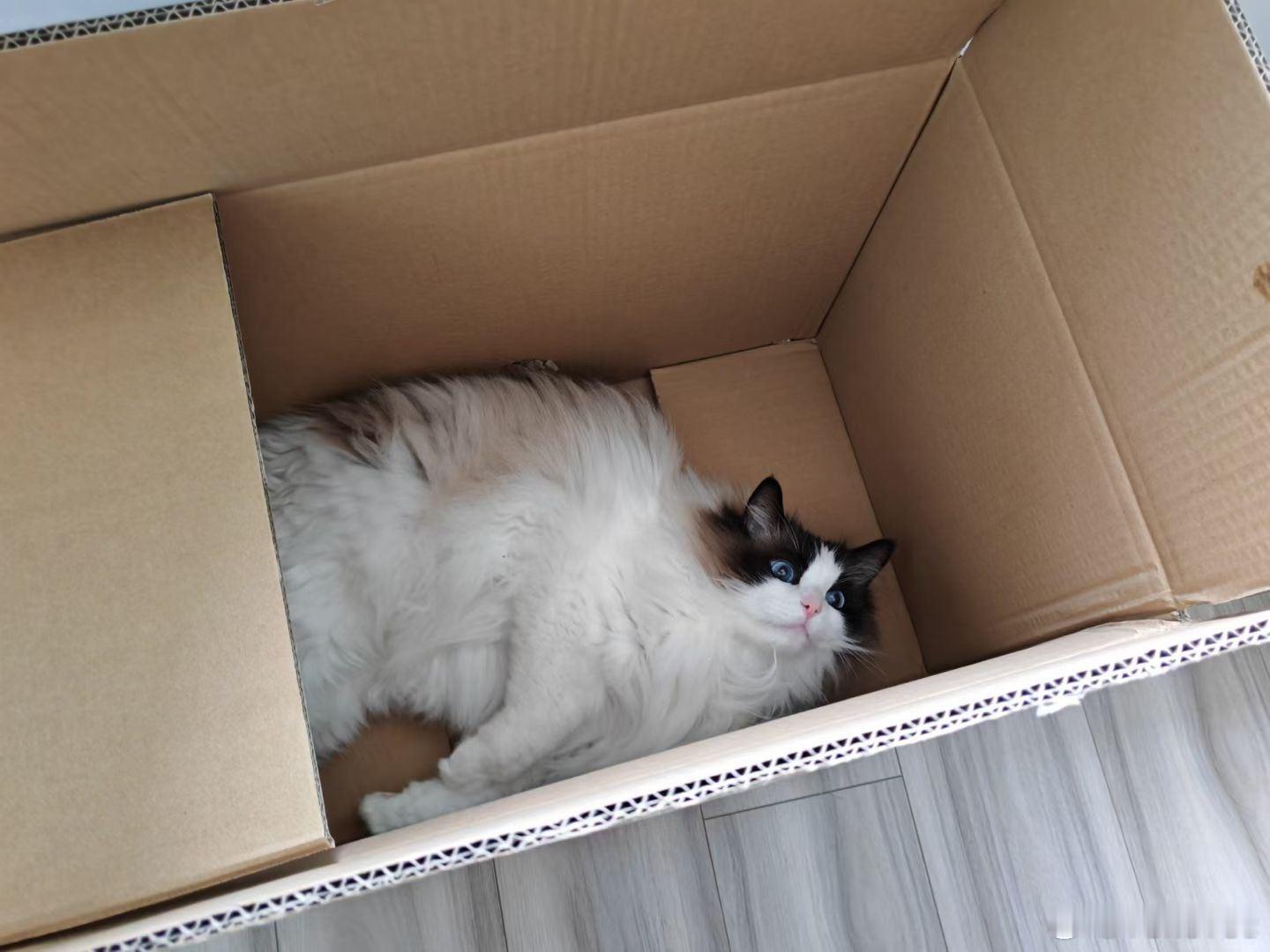 没有什么动物比猫更懂纸箱的快乐