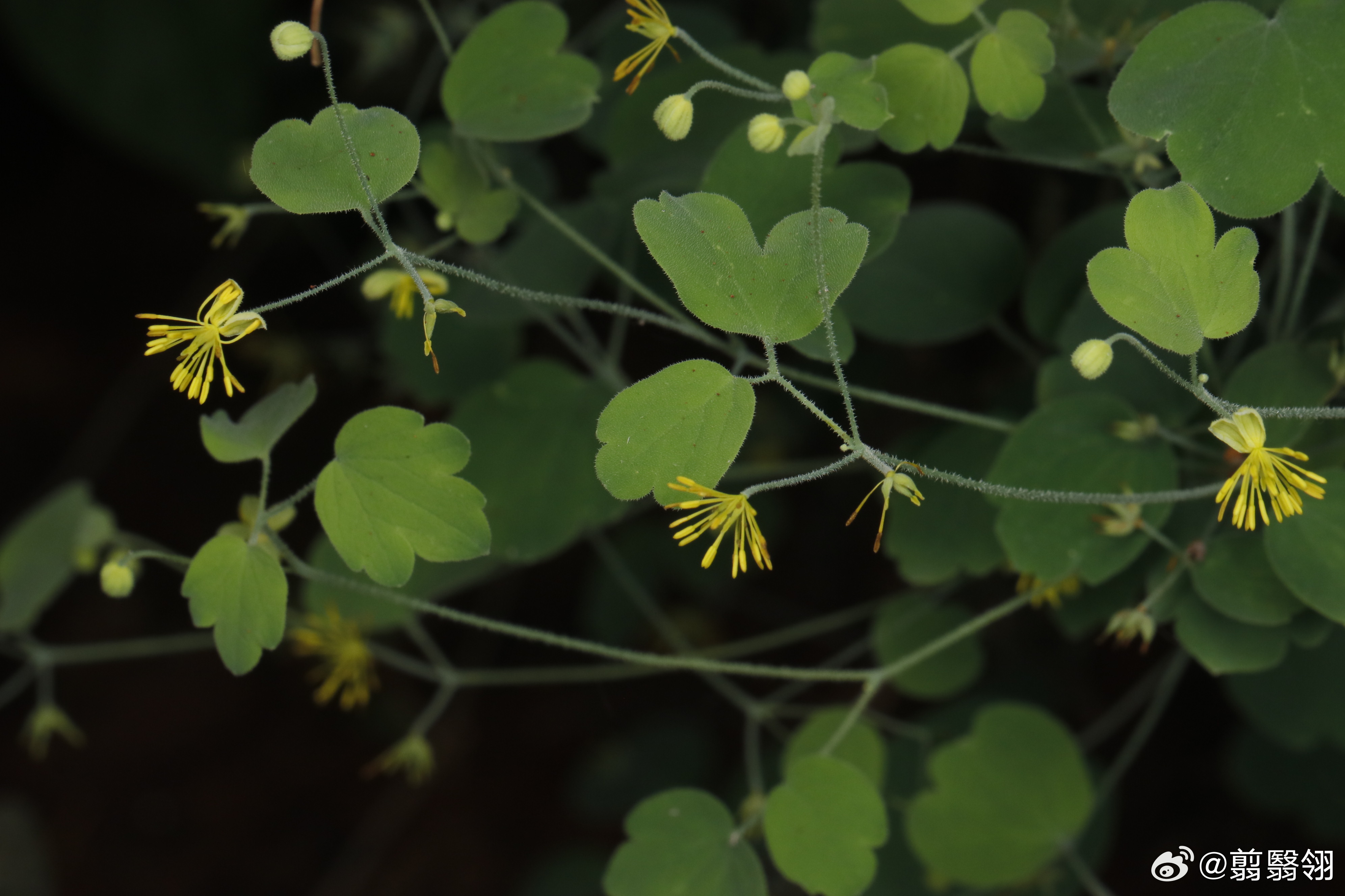 翦翦翦的花园 Thalictrum glandulosissimum 金丝马尾连
