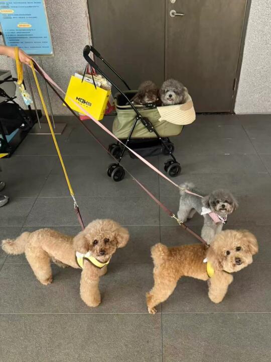 云吸狗😤把你们手中的香槟色小狗照交出来
