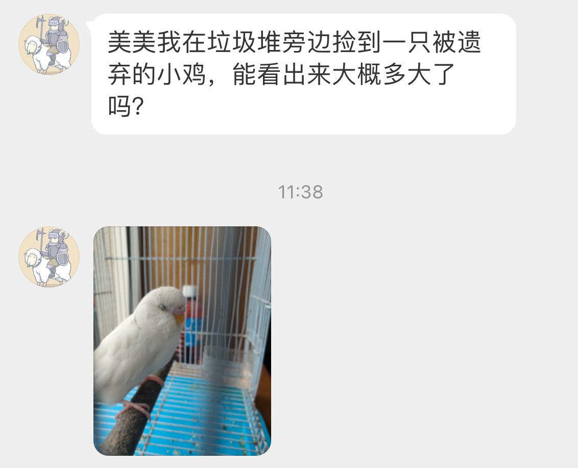 垃圾桶旁边捡到的虎皮鹦鹉🦜应该是被主人遗弃的… 它好可怜 但又幸运地遇到了你 