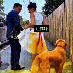 看到这个视频，瞅瞅这狗狗可真中！
老爷爷在路边刷漆，一对情侣从旁边过，那女的故意
